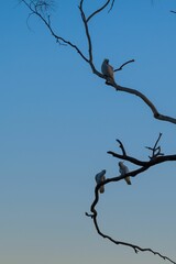 White parrots perched on a tree against a bright blue sky