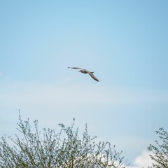 Majestic seagull glides effortlessly through the sky