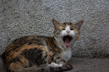 Homeless dirty red-brown-black cat looks at camera and yawns with his mouth open against background...