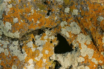 Closeup shot of a rock surface with vibrant lichen creating a natural texture