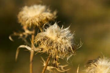 Closeup shot of dry spear thistles