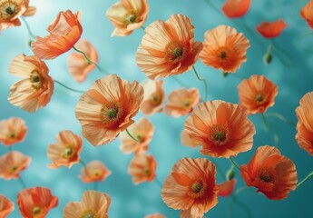 Sunlit peach poppies rising elegantly against a cyan backdrop, offering a display of spring's vitality