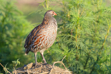 Red-necked Spurfowl (Francolinus afer) standing on high point, Serengeti national park, Tanzania