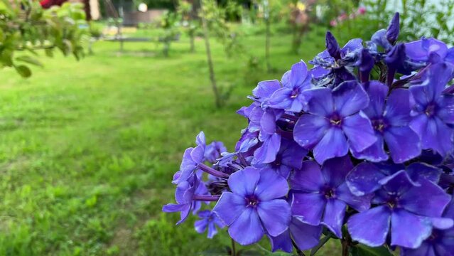 Garden purple phlox (Phlox paniculata), vivid summer flowers