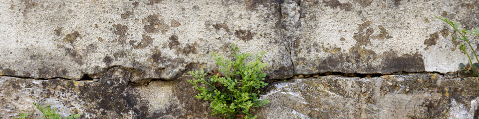 Banner 4x1 Linkedin The concept of choosing to live at any cost. The plant grows on a stone wall.