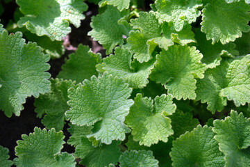 White horehound leaves with a densely crinkled surface. Fresh green round nature texture.