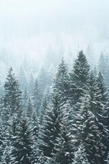 Capture the quiet beauty of a snow-covered evergreen forest, with tall trees standing tall against a backdrop of pristine white snow. The minimalist composition, with just the trees and snow.