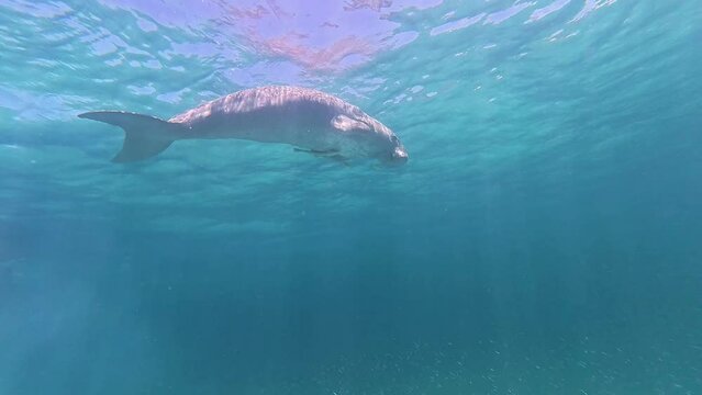 Dugong with remora swimming underwater, front view. Rare sea mammal