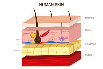 Human skin anatomy. Skin layers structure vector.  Epidermis, dermis, hypoderm and muscle tissue. Hair, Arrector pili muscle, sweat and sebaceous glands.