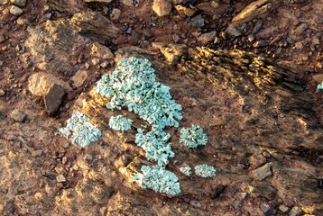 Rock lichen in early morning sunlight on a rocky patch in the countryside in South Africa