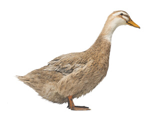brown domestic duck isolated on white background. Live waterfowl