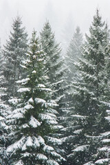 Capture the quiet beauty of a snow-covered evergreen forest, with tall trees standing tall against a backdrop of pristine white snow. The minimalist composition, with just the trees and snow.