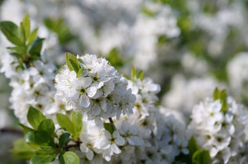 Blooming white bird cherry. It's springtime.