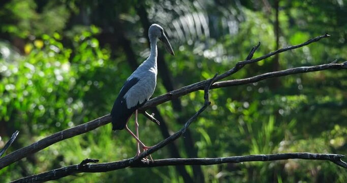 Camera zooms in while perched on a branch as seen facing to the right during a windy afternoon in the forest, Asian Openbill Anastomus oscitans, Thailand