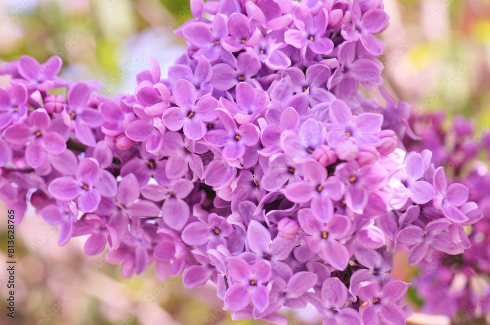 Poster a blooming branch of lilac. a spring bouquet.