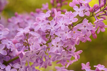 A blooming branch of lilac. A spring bouquet.