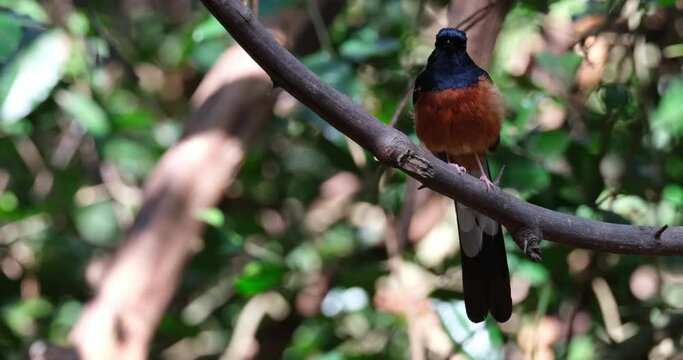 Seen on a branch on the right top corner looking around then moves up to disappear, White-rumped Shama Copsychus malabaricus, Male, Thailand