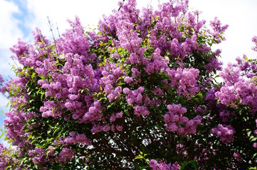 Obraz premium A blooming branch of lilac. It's springtime.