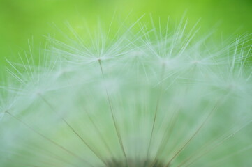 White dandelion seeds in close-up. Natural background.