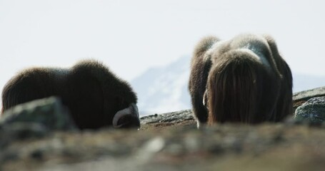 Muskox herd standing close together on Dovrefjell mountain in spring sunshine
