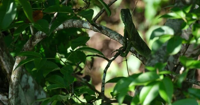 Seen from its back in the foliage of the tree during a windy afternoon then it moves away to the left, Chinese Water Dragon Physignathus cocincinus, Thailand