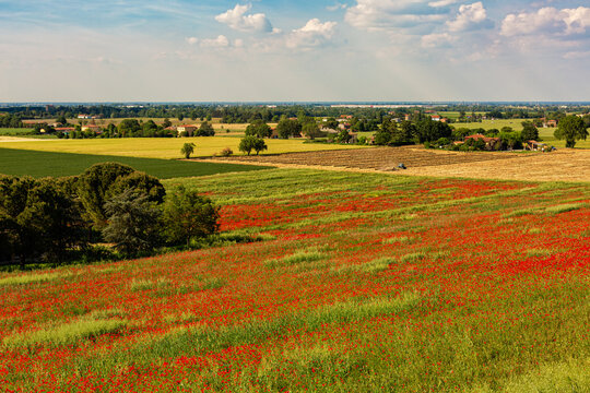 Italian rural landscape with beautiful field of red poppies,  agriculture. Spring time.  Italy, Emilia Romagna, Bologna region.