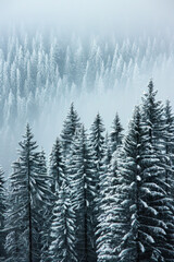 Obraz premium Capture the quiet beauty of a snow-covered evergreen forest, with tall trees standing tall against a backdrop of pristine white snow. The minimalist composition, with just the trees and snow.