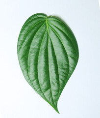 Betel Leaf