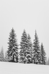 Fototapeta premium Capture the quiet beauty of a snow-covered evergreen forest, with tall trees standing tall against a backdrop of pristine white snow. The minimalist composition, with just the trees and snow.