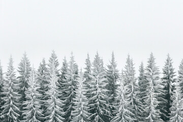 Capture the quiet beauty of a snow-covered evergreen forest, with tall trees standing tall against a backdrop of pristine white snow. The minimalist composition, with just the trees and snow.