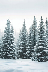 Capture the quiet beauty of a snow-covered evergreen forest, with tall trees standing tall against a backdrop of pristine white snow. The minimalist composition, with just the trees and snow.
