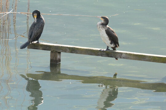 cormorani