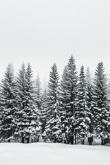 Capture the quiet beauty of a snow-covered evergreen forest, with tall trees standing tall against a backdrop of pristine white snow. The minimalist composition, with just the trees and snow.