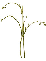 Orchid flower watercolor