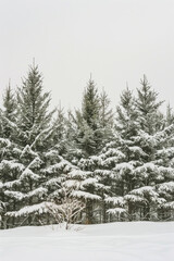 Capture the quiet beauty of a snow-covered evergreen forest, with tall trees standing tall against a backdrop of pristine white snow. The minimalist composition, with just the trees and snow.