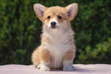 Welsh Corgi Pembroke puppy against a green background