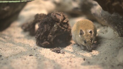 Striped grass mice in desert