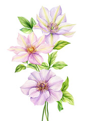Pink Flower, isolated white background, watercolor illustration botanical painting, clematis flowers Flora greeting card