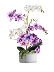 Orchid flower watercolor