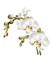 Orchid flower watercolor © Sarina Darin
