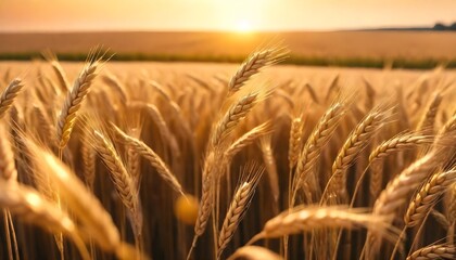 Ripe golden wheat swaying in the breeze under the warm hues of a sunset in a vast field