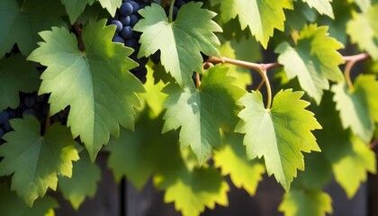 A detailed view of ripe grapes clustered together on a healthy vine in a vineyard
