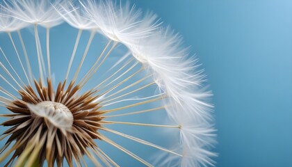 Detailed view of a dandelion flower, showcasing its delicate petals and vibrant yellow color, set against a solid blue background
