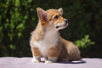 Welsh Corgi Pembroke puppy against a green background