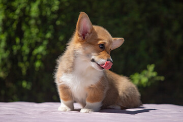 Welsh Corgi Pembroke puppy against a green background