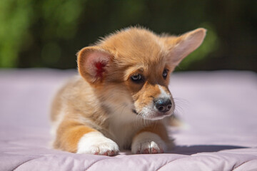 Welsh Corgi Pembroke puppy against a green background