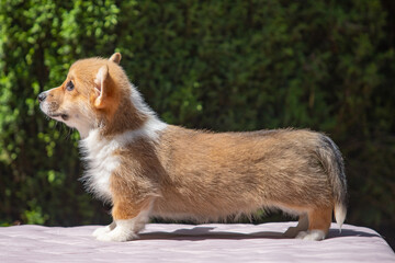 Welsh Corgi Pembroke puppy against a green background