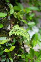 green leaves in the forest