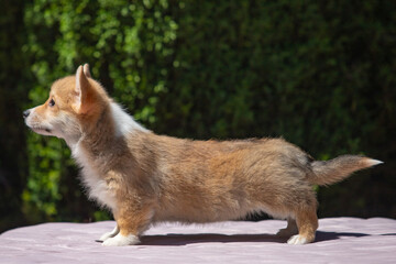 Welsh Corgi Pembroke puppy against a green background