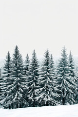 Fototapeta premium Capture the quiet beauty of a snow-covered evergreen forest, with tall trees standing tall against a backdrop of pristine white snow. The minimalist composition, with just the trees and snow.